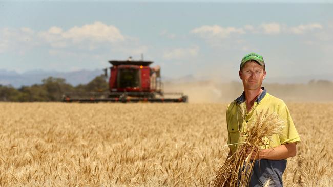 Gavin Puls harvesting Wheat on his Jung propertyPicture: ANDY ROGERS