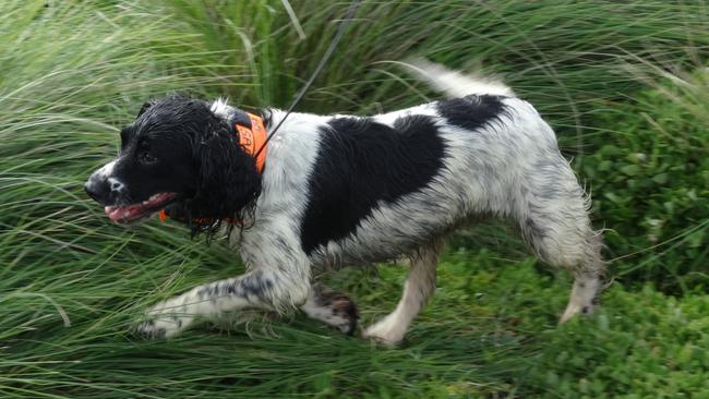 Phillip Island Nature Parks "fox dog" Jazz on the hunt. Picture: Phillip Island Nature Parks.