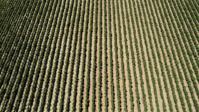 China has slapped steep tarrifs on Australian wine imports. Picture: Zoe Phillips