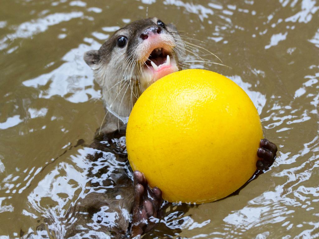 Adelaide Zoo recently welcomed the arrival of otters including this cutie. Picture: NCA NewsWire / Brenton Edwards