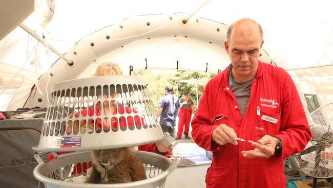 SAVEM volunteer Dr Peter with a koala in the inflatable field hospital. Picture: Dominic Beaton, RSPCA SA