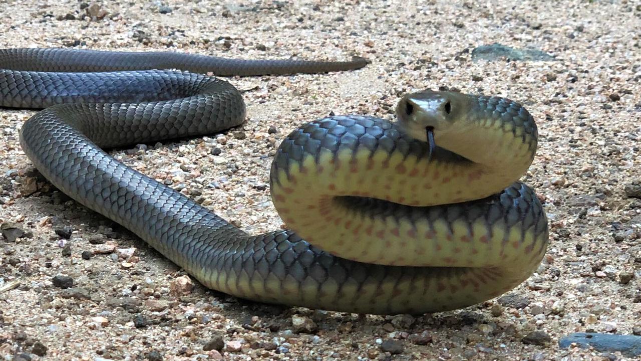 How snake bite cures have changed through history: Way We Were | Daily ...