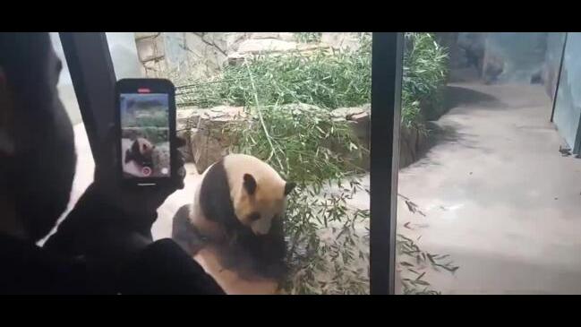 Animal Lovers Bid Farewell to National Zoo’s Giant Pandas | news.com.au ...