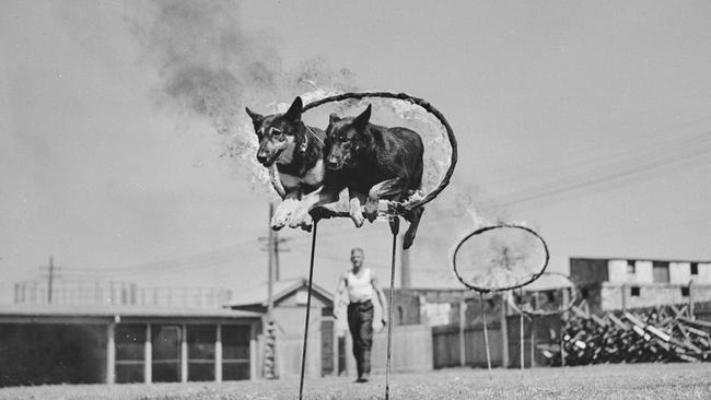 Police dogs jumping through a burning hoop in 1946. Picture Ivan Ives, State Library of NSW