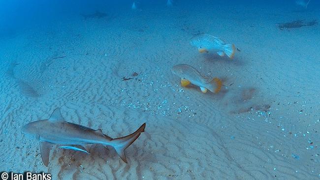 Bull sharks, groper fish and eagle rays captured swimming together near the Gold Coast Seaway. Photo: Ian Banks