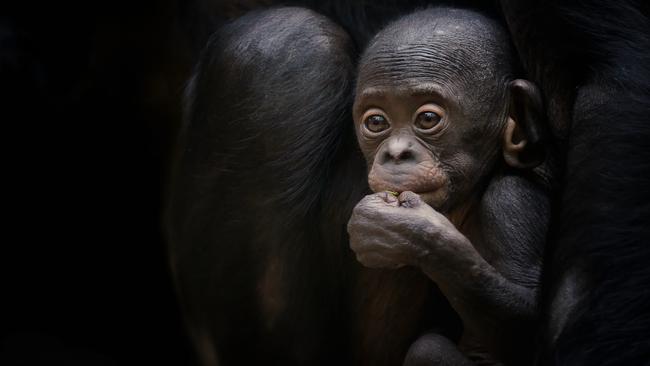 Raised like humans ... Probst’s research observed similarities in the way we parent. Frankfurt Zoo, Germany. (Picture: PICTURE MEDIA,)