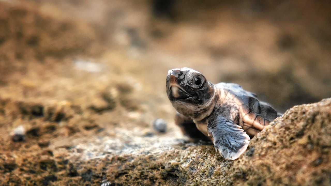 Turtle habitat at Shelly Beach must not be disturbed | The Courier Mail