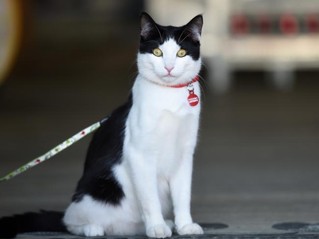 Pet owners looking who own more than two cats will be charged an extra $100 a year for their licence, bringing it up to the same cost as those of dogs. PICTURE Jason Sammon