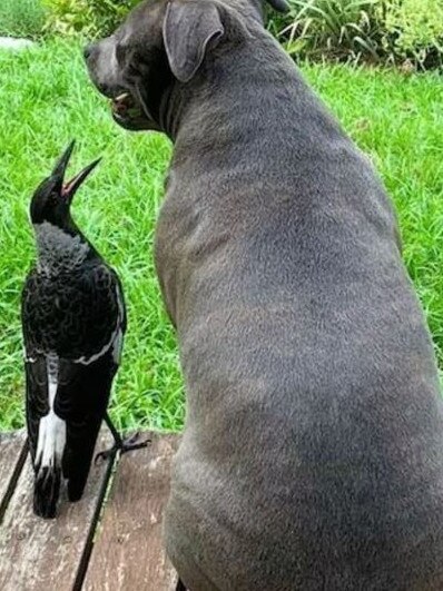 Molly and Peggy became best friends after the magpie was rescued. Picture: Instagram / @peggyandmolly