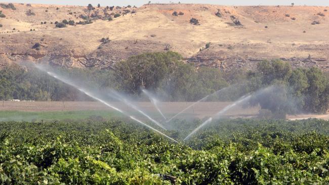 Winemakers are having to buy water in to keep their grape vines alive.