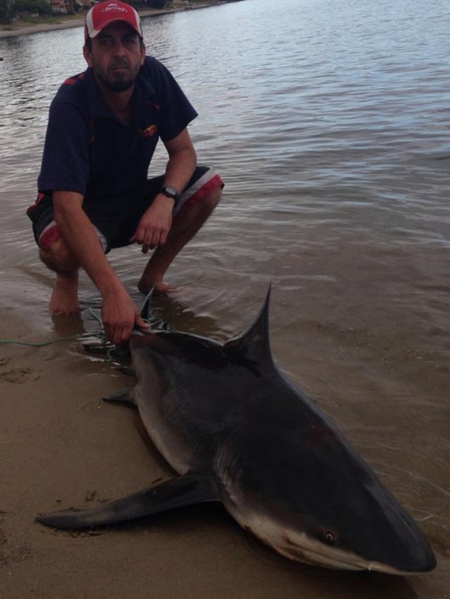 Warric Johnston with a bull shark caught in a canal at Mermaid Waters late last year.