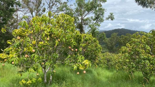 This property on Findon Creek has 900 mango trees and plenty of water.