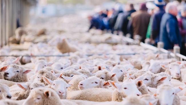 Prime lambs are still well behind last winter’s prices. Picture: Chloe Smith