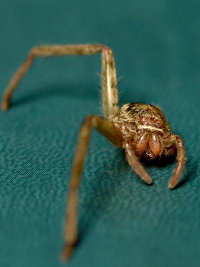 The skin of Peggy when she had just two legs before moulting. Picture: Evan Morgan