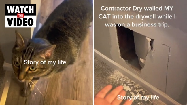 Tradies seal cat into wall