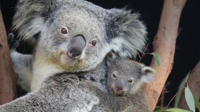 Vulnerable koala populations will be protected by the new announcement of new assets of intergenerational significance. Picture: The Australian Reptile Park