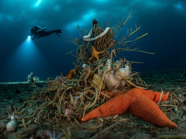 Under Antarctic ice’ by Laurent Ballesta, France Winner, Portfolio Award ‘Pyramid of life’ Living towers of marine invertebrates punctuate the seabed off Adelie Land, 32 metres (105 feet) under East Antarctic ice. Here, at the centre, a tree-shaped sponge is draped with life, from giant ribbon worms to sea stars.