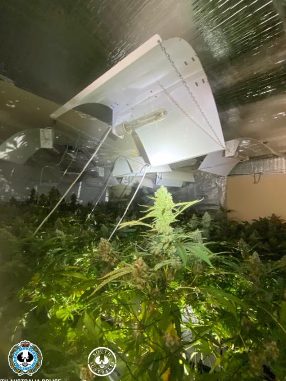 The homegrown hydroponic cannabis crop was found at West Lakes. Picture: SAPOL.