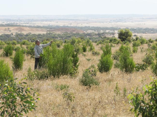 Leonard Cohen of Canopy amongst the trees that have been planted at Hartley to offset carbon emissions for businesses.