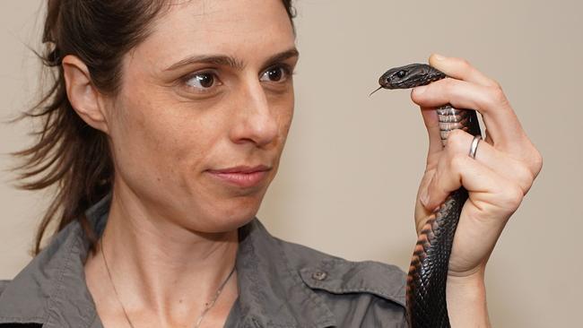 Dr Christina Zdenek handling a snake. Picture: Nick Hamilton.