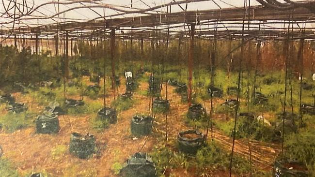 Court released photos of greenhouse 6 Buckland Park, the site of SA's largest cannabis crop.