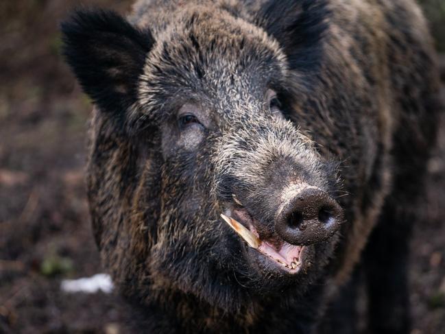 06 April 2022, Bavaria, Mehlmeisel: The wild boar boar "Putin" weighing about 200kg stands in its enclosure in the Wildpark Waldhaus Mehlmeisel. The wild boar "Putin" is to be unnamed shortly because of the Russian war of aggression in Ukraine. By online voting, the Wildpark Waldhaus Mehlmeisel, where the wild boar lives, is looking for a new name. The vote runs until Sunday. Photo: Nicolas Armer/dpa (Photo by Nicolas Armer/picture alliance via Getty Images)