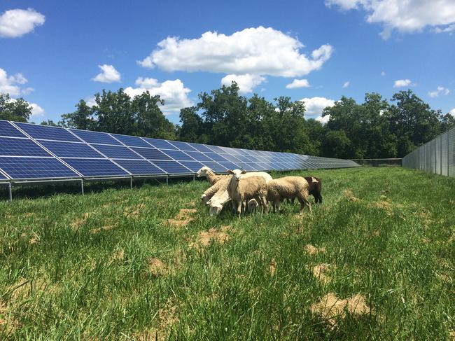 Sheep have been used to graze around solar panels, as at this US facility. (File)