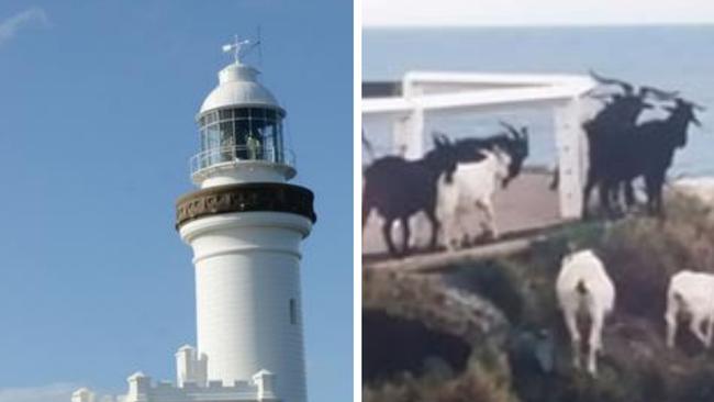 Cape Byron Lighthouse and the goats at the lighthouse in years gone by. Pictures: Liana Boss, contributed