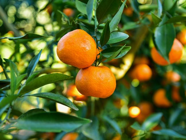 A new citrus levy is coming. Picture: Istock