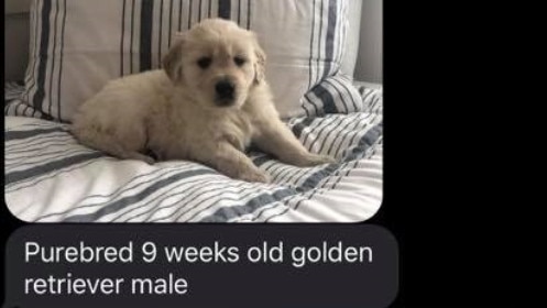 This puppy scam has cost Australians at least $300,000 so far this year.