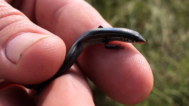 Rare lizard feared extinct found in Far North Queensland