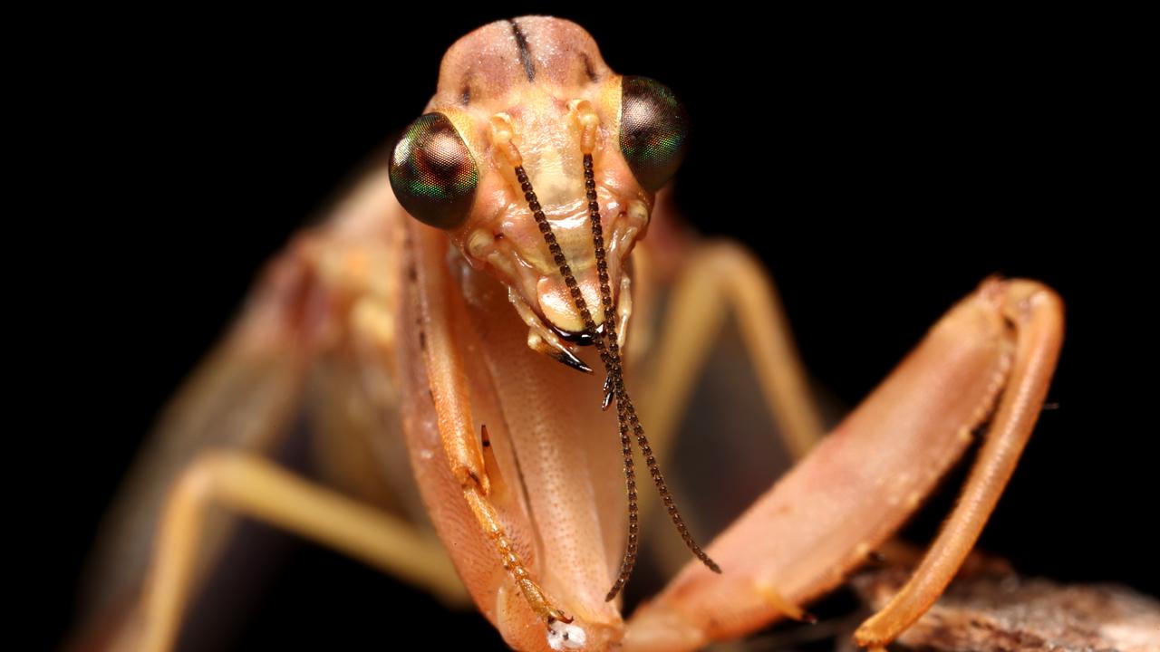 A close up of a praying mantis. Picture: Nathan Edwards