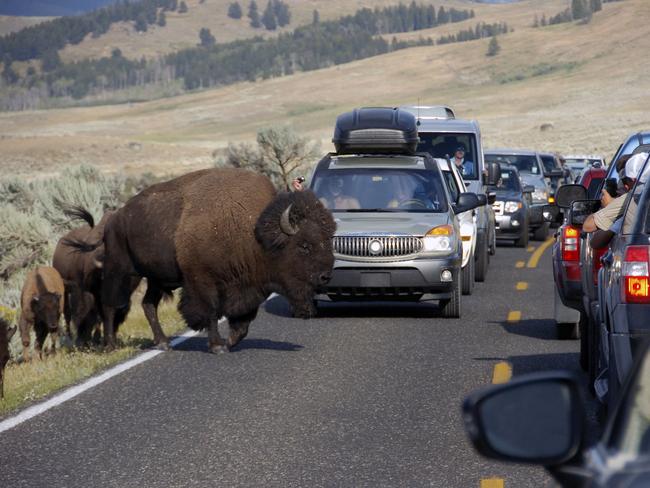 A file photo shows a bison blocking traffic at Yellowstone National Park.