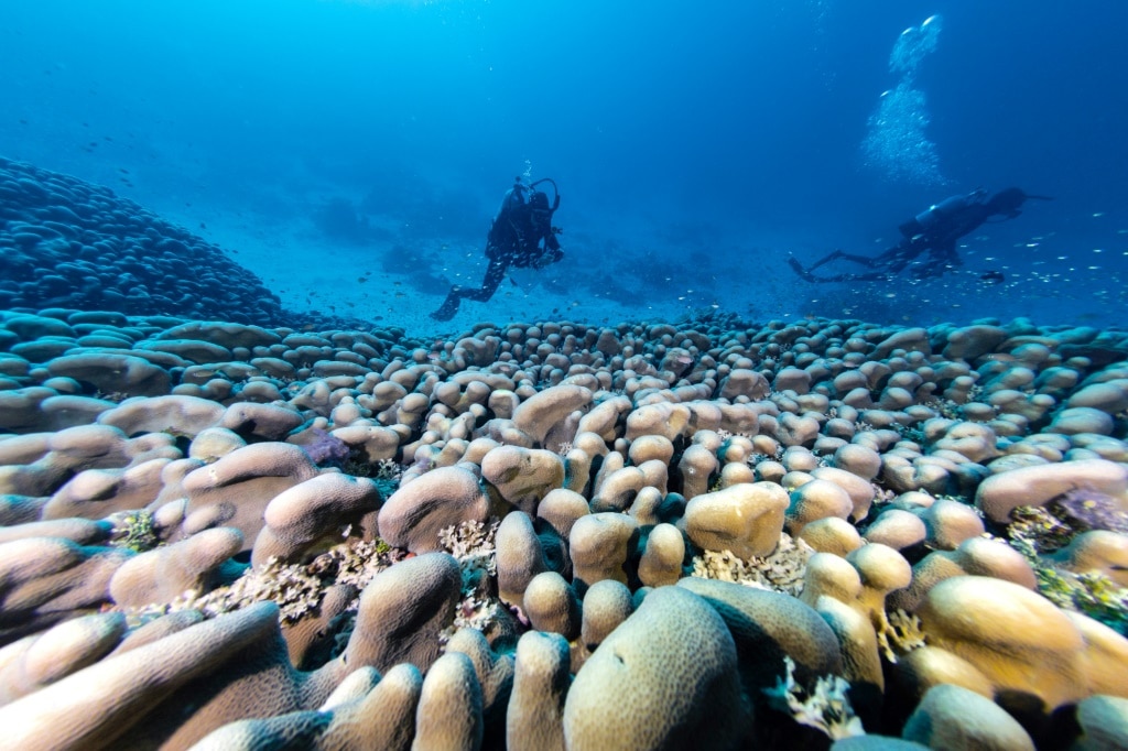 Scientists say world’s largest coral found near Solomon Islands