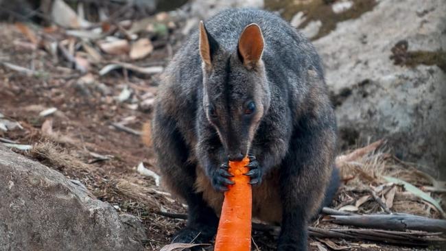 Dicey veges reach a rock wallaby without injury. Picture: Twitter