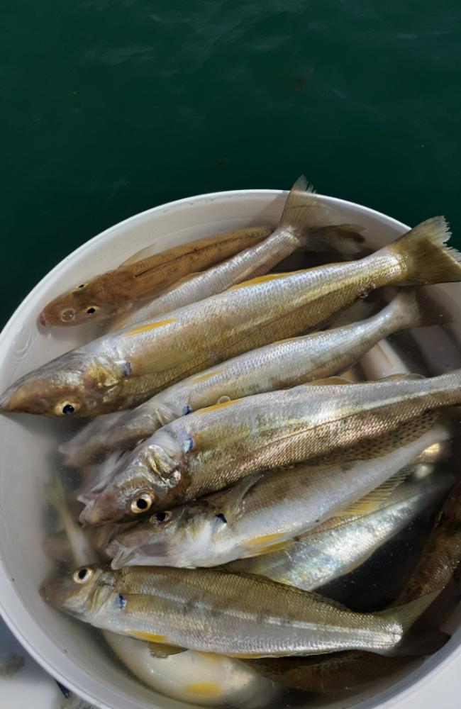 Everyone’s favourite fish, whiting, is still biting hard in Moreton Bay. Picture: Spero Kartanos