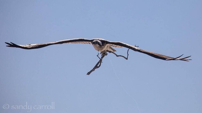 The Urangan osprey lost its fight for life after hooks became embedded in its neck and wing.
