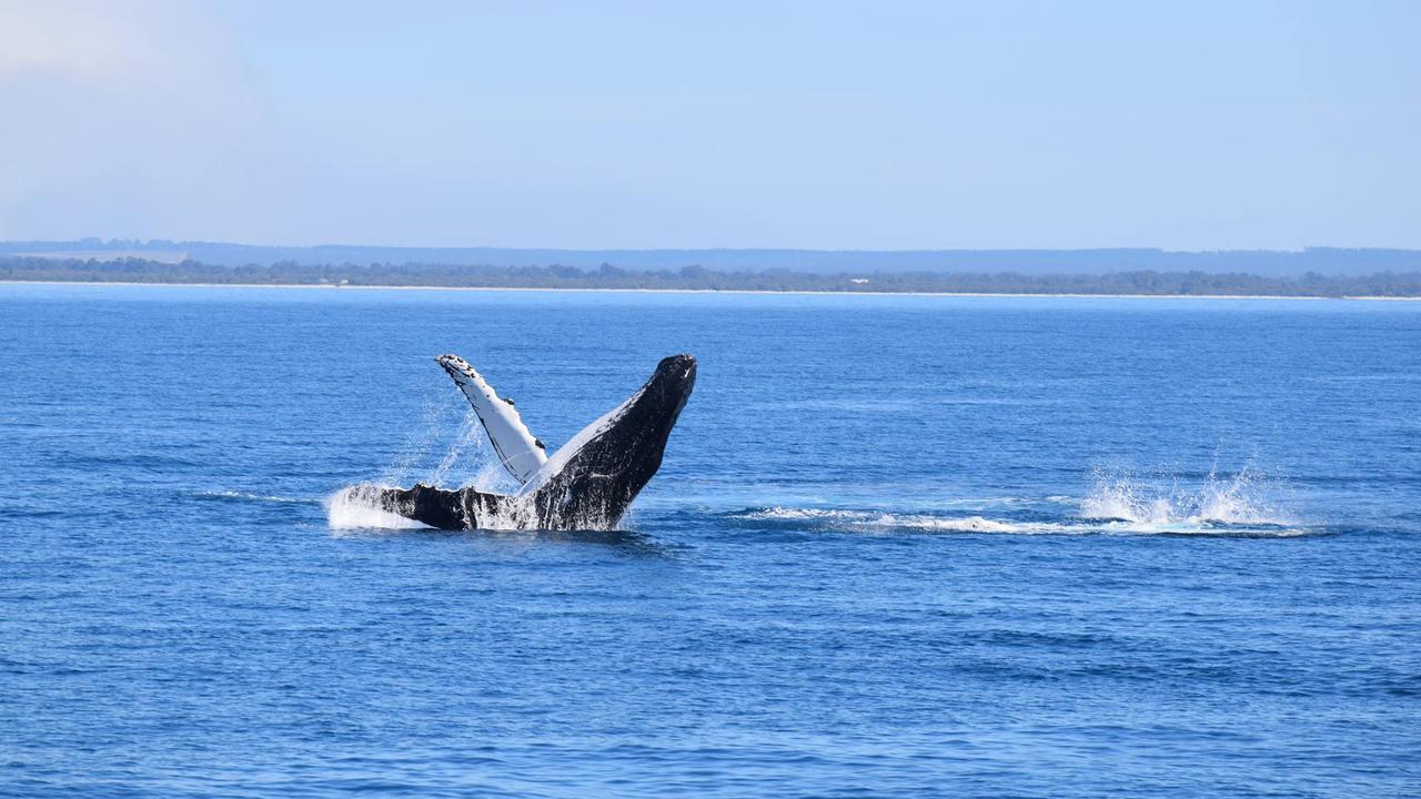 A humpback whale breaches in WA's Geographe Bay. Picture: Supplied