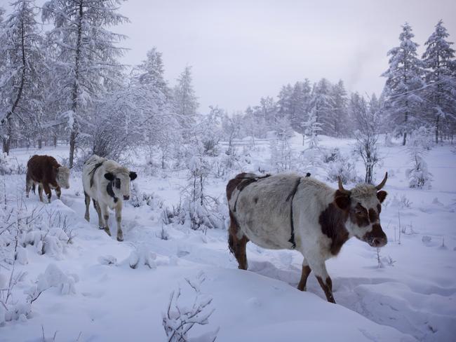 Cows walk back to their sheds after watering in the thermal spring.