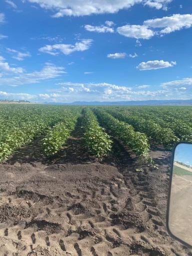 A dryland cotton crop on the Liverpool Plains in NSW. Picture: Supplied.