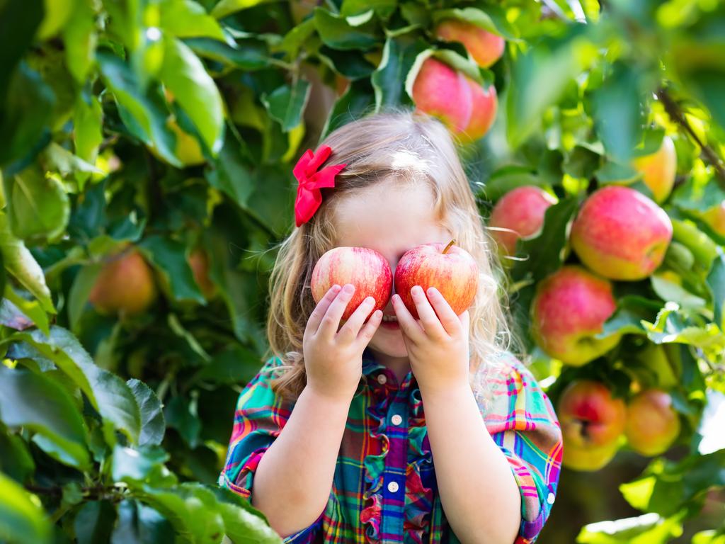 <span>12/21</span><h2>Omadale Brook</h2><p> Paddock-to-plate dining is a la mode, so why not jump on the awareness train and show the kids the importance of farming produce, and have them pick their own. Just over four hours north of Sydney sits an orchard that’s ripe for the picking (sorry), and while the kids are plucking, you can enjoy some wine tasting at a cellar door, or fish for trout in the local brook.</p>