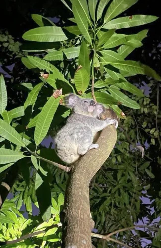 A koala spotted on St Bees Island. About 100 koalas are believed to live on the island, free from diseases like chlamydia, which have plagued southern populations. Picture: Professionals Rentals &amp; Sales Mackay