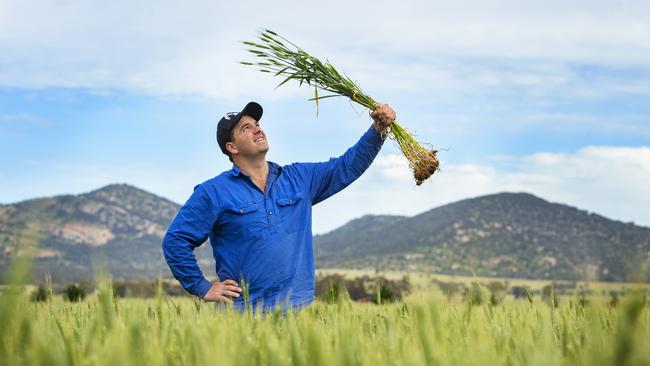 Growing passion: Matthew Richmond says he needs only another 15mm of rain to bring his later sown crops to an optimum finish. <br/>Picture: ZOE PHILLIPS