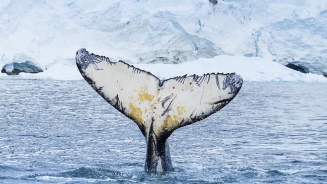 A humpback whale in Paradise Bay, Antarctica.