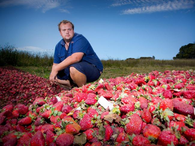 Queensland farmer Aidan Young from Braetop Berries. Picture: Patrick Hamilton/AFP