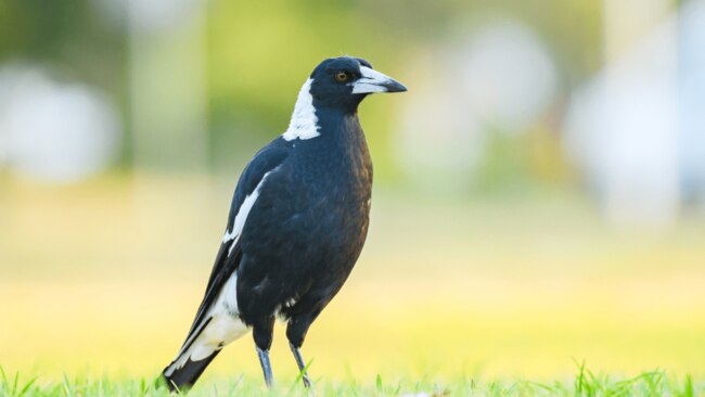 Magpies are usually friendly and docile ... until swooping season starts. Picture: iStock