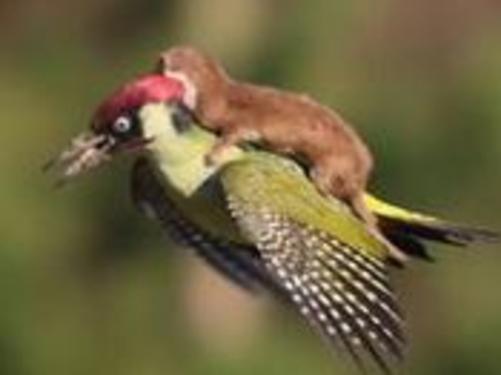 A weasel riding a woodpecker?