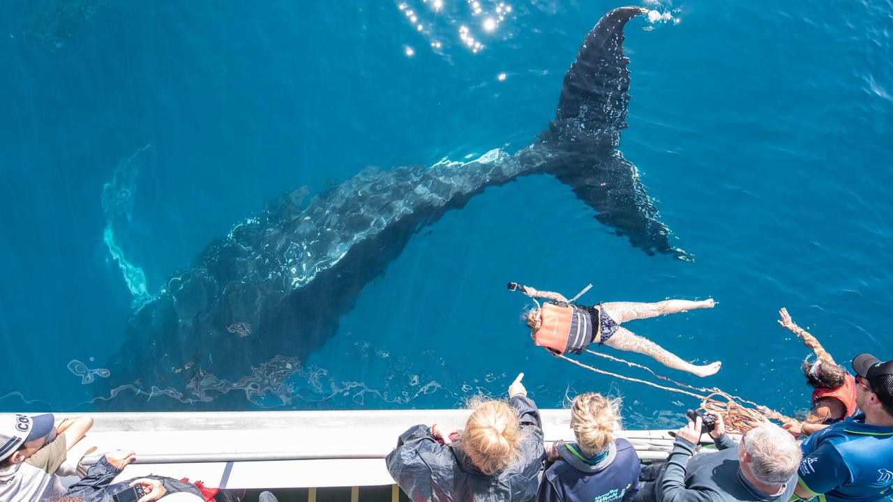 Those lucky enough to swim with the whales in the humpback capital of the world are often left in tears by the experience, according to one skipper in Hervey Bay. Pictures: Hervey Bay Whale Watch &amp; Charters