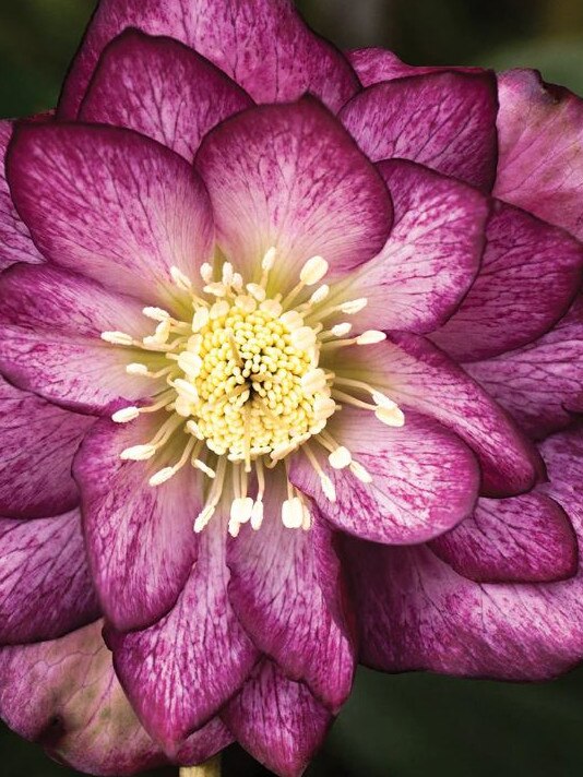 Hellebore 'Double White Painted'.