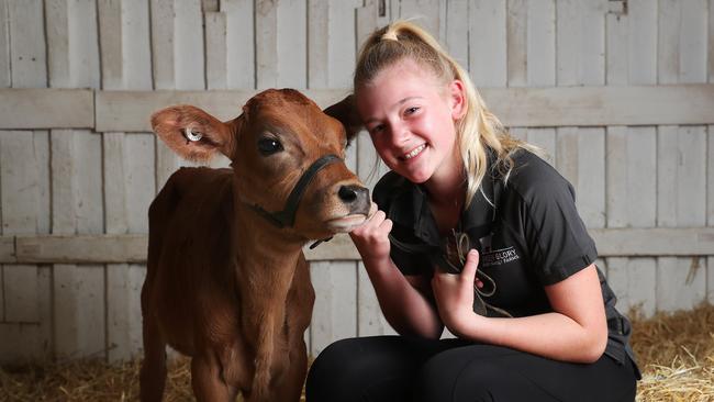 Tilly Lamb 11 with Jersey cow Bambi from Green Glory Geard Family Farms. Hobart Show 2021 day 1. Picture: Nikki Davis-Jones